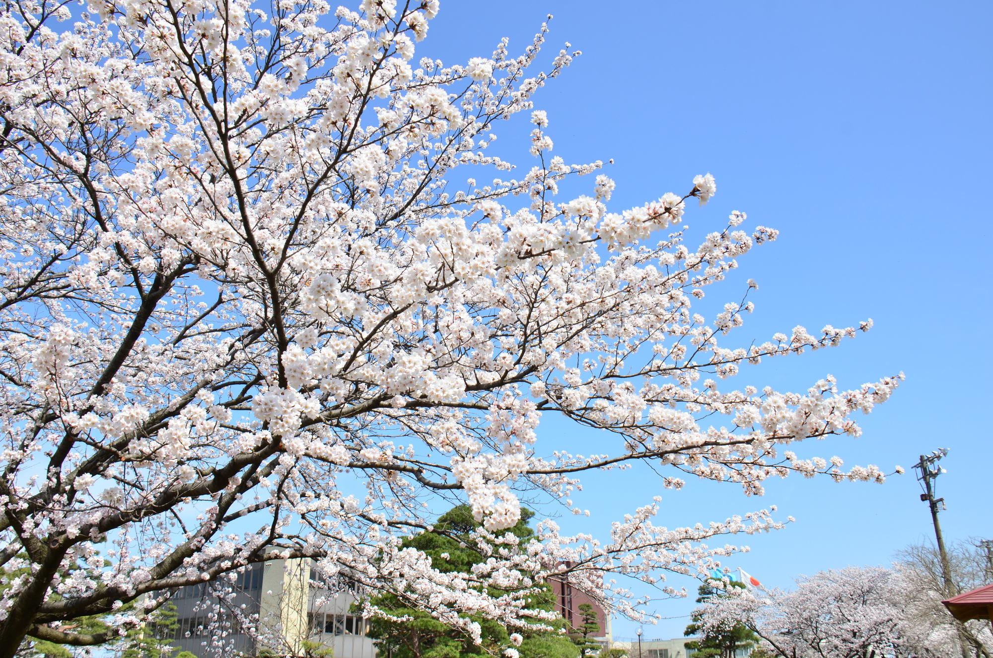 聖籠町役場の桜