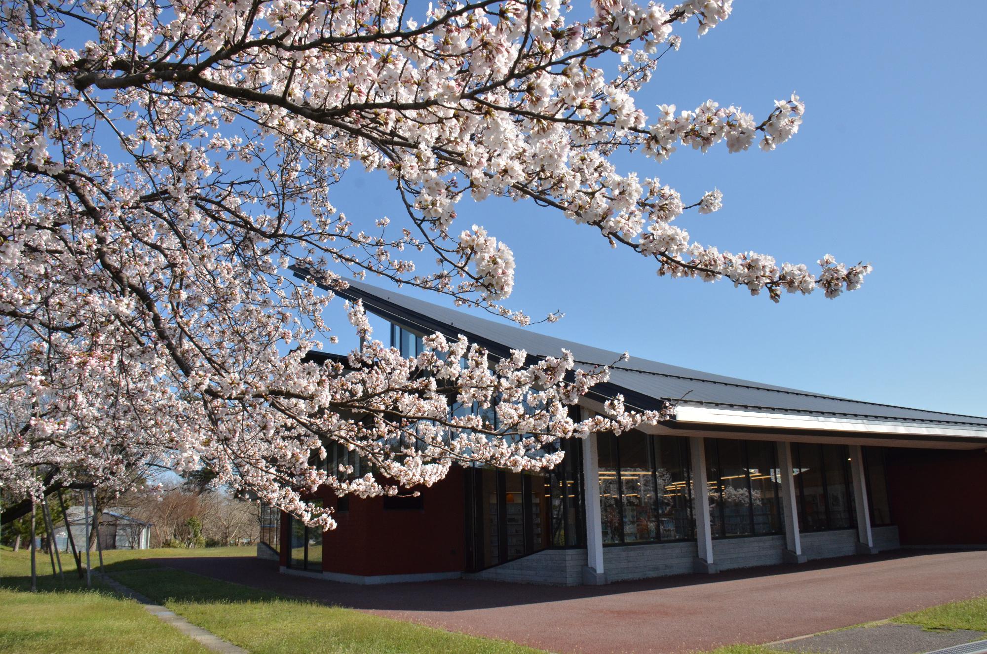 町立図書館の桜